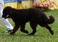 Dogue do Tibete
