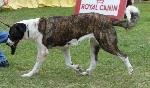 Cães