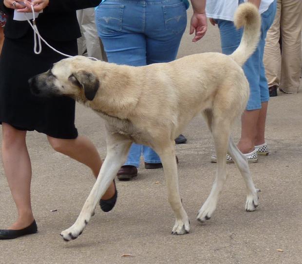 Cão de Pastor da Anatólia