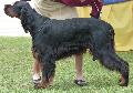 Setter Gordon