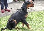 Setter Gordon