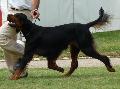Setter Gordon