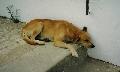 Cão abandonado
