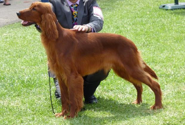 Setter Irlandês Vermelho