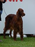Setter Irlandês Vermelho