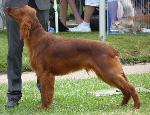 Cães