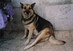Cães