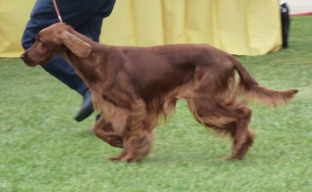 Setter Irlandês Vermelho