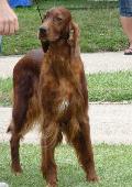 Setter Irlandês Vermelho