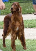 Cães