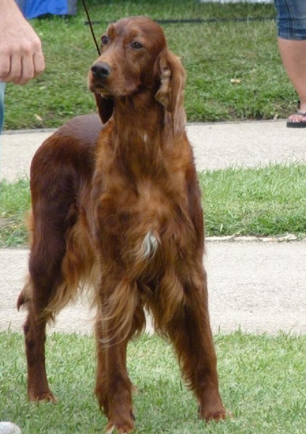 Setter Irlandês Vermelho