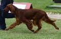 Setter Irlandês Vermelho