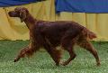 Setter Irlandês Vermelho