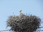 Aves