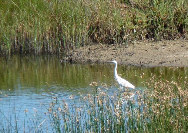 Garça-branca-pequena