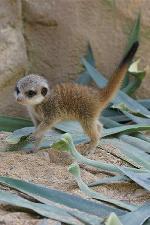 Estados de Conservação