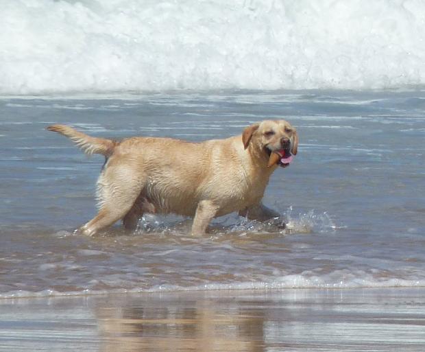 Retriever de Labrador