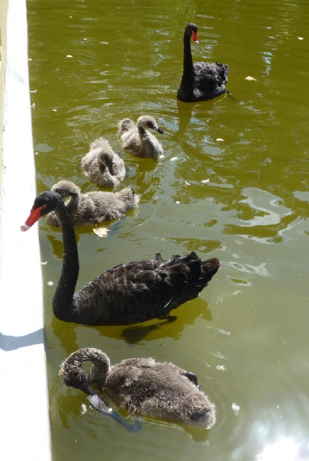 Cisnes-negros e crias