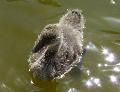Cria de cisne-negro