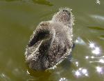Aves