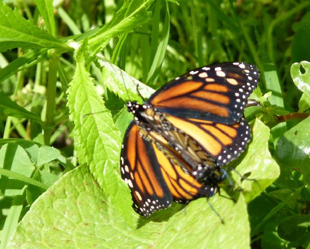 Borboleta-monarca fêmea