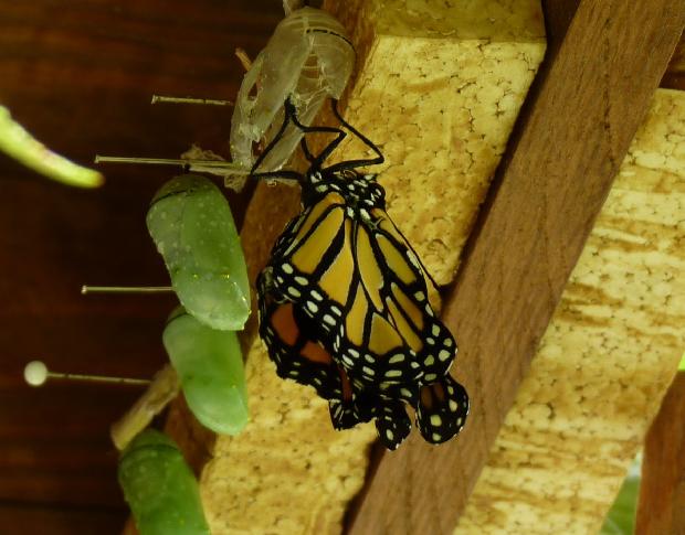 Borboleta-monarca e crisálidas