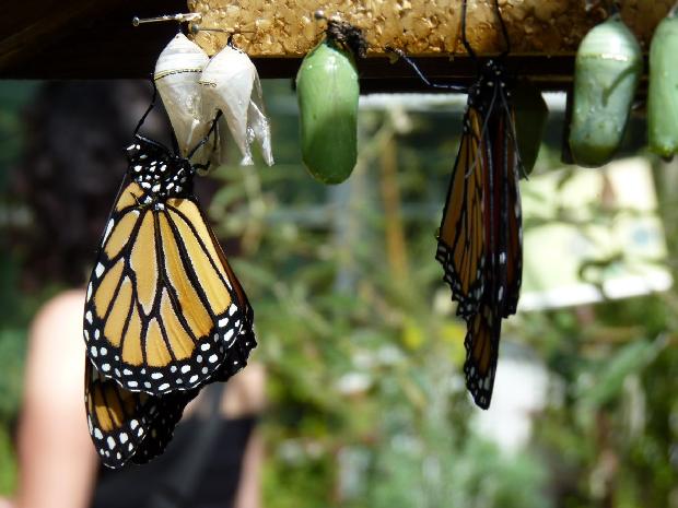 Borboletas-monarca e crisálidas