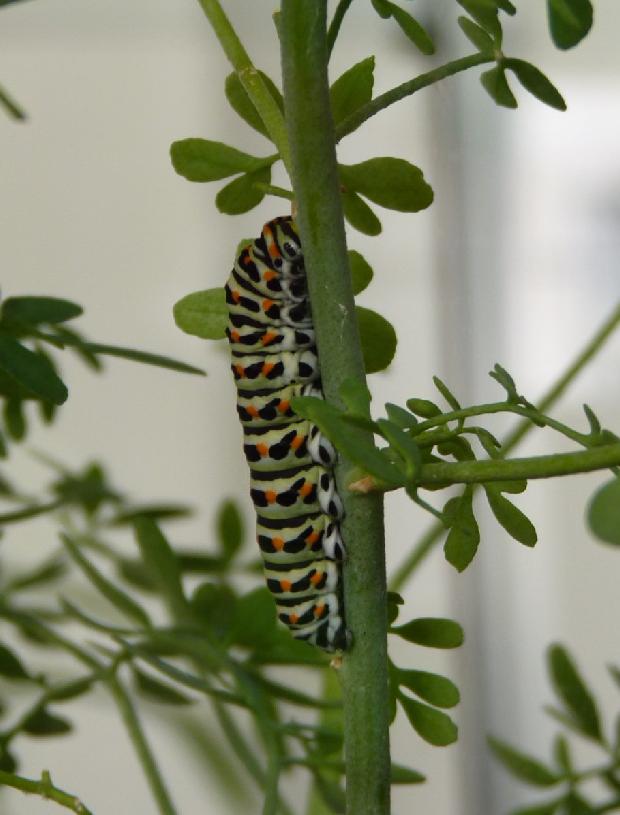 Lagarta de borboleta-cauda-de-andorinha