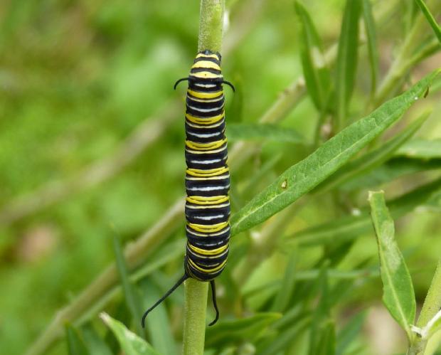 Lagarta de borboleta-monarca
