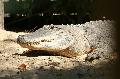 Crocodilo-do-Nilo