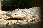 Crocodilo-do-Nilo - Animal do mês no Jardim Zoológico