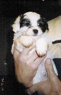 Cachorro