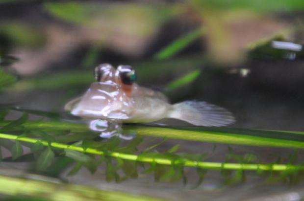 Saltador-do-lodo-atlântico