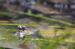 Saltador-do-lodo-atlântico <i>(Periophtalmus barbarus)</i>