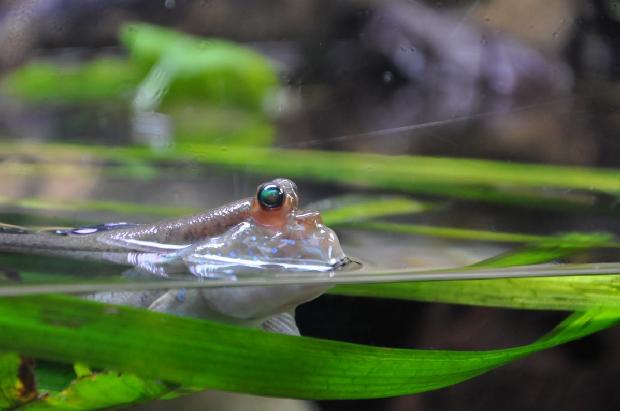 Saltador-do-lodo-atlântico