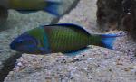 Bodião-verde <i>(Thalassoma pavo)</i>