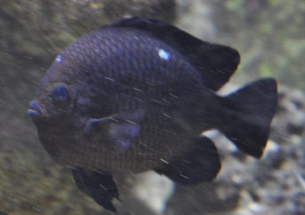 Donzela-de-três-pintas