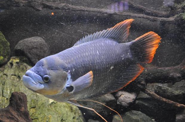 Gourami-gigante-de-cauda-vermelha
