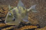 Peixe-porco <i>(Balistes capriscus)</i>