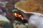 Peixe-palhaço <i>(Amphiprion ocellaris)</i>