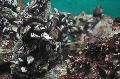 Percebes