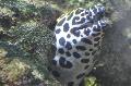 Moreia-pintada
