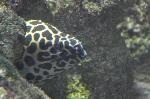 Moreia-pintada <i>(Gymnothorax favagineus)</i>