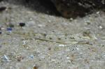 Peixe-aranha-comum <i>(Echiichthys vipera)</i>