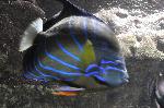 Peixe-anjo-de-anel-azul <i>(Pomacanthus annularis)</i>