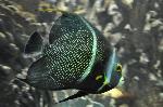 Peixe-frade <i>(Pomacanthus paru)</i>