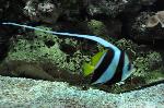 Peixe-estandarte <i>(Heniochus acuminatus)</i>