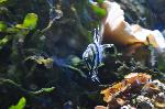 Cardinal-de-Banggai <i>(Pterapogon kauderni)</i>