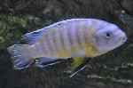 Mbuna <i>(Maylandia zebra)</i>