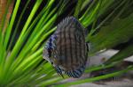 Acará-disco <i>(Symphysodon aequifasciata)</i>